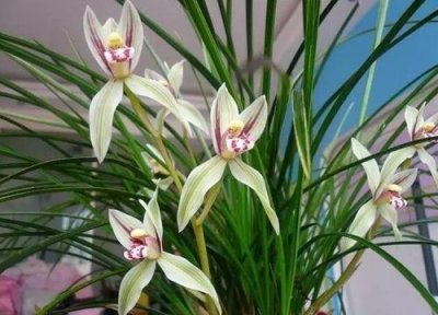 兰花叶子花斑是何原因 兰花叶片上有斑点的原因以及解决方法