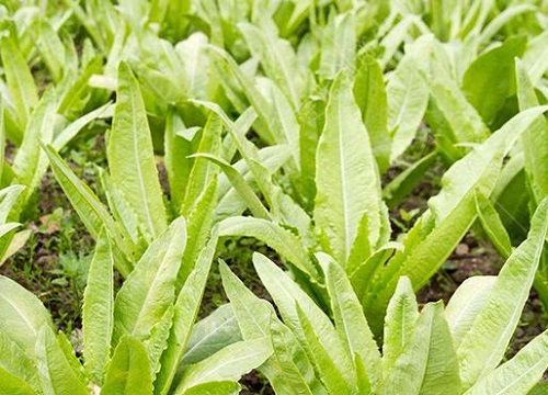 过年后适合种什么蔬菜