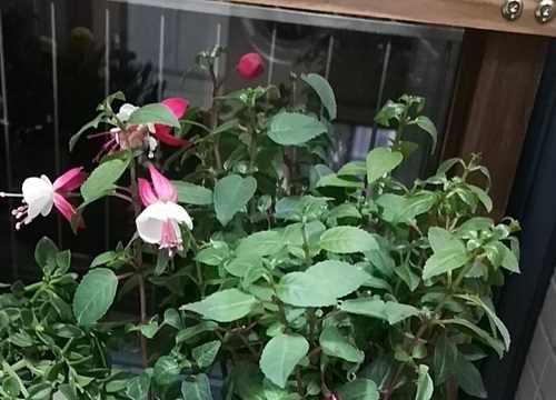 倒挂金钟喜阴还是喜阳光的植物