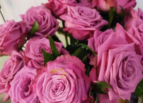 玫瑰花所有颜色的花语