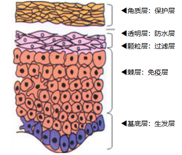 你认识自己的肌肤吗