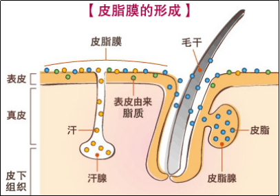 你认识自己的肌肤吗