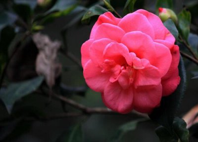 山茶花喜阴还是喜阳 山茶喜阴还是喜阳光的植物