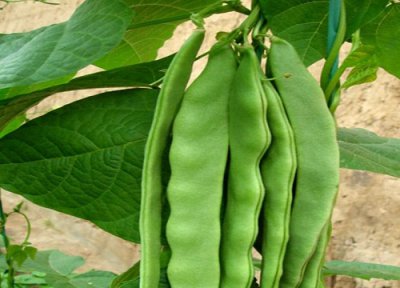 豆角含糖量 豆角含糖量高吗