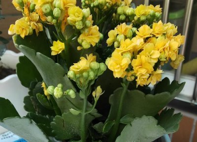 怎么养长寿花老桩 如何将长寿花养成爆盆的老桩