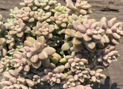 姬秋丽徒长了怎么办 姬秋丽徒长是什么样子