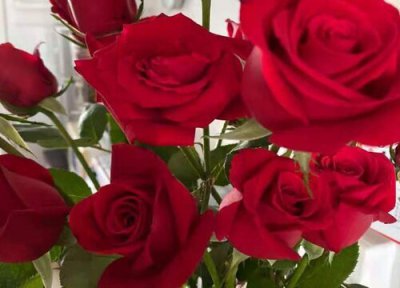 玫瑰各种颜色的花语 玫瑰花所有颜色的花语