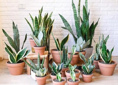 虎皮兰好不好 虎皮兰养护绕开这些坑年年爆盆