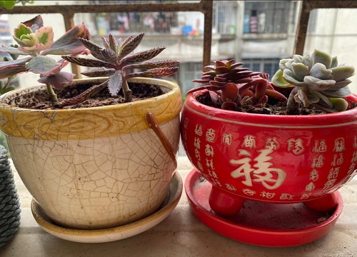不死鸟徒长了怎么办