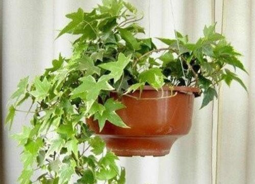 常青藤喜阴还是喜阳光的植物
