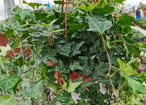 常青藤喜阴还是喜阳光的植物