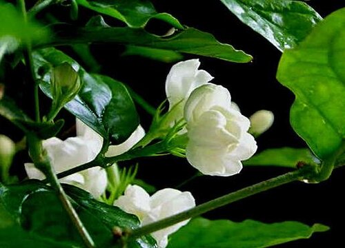 茉莉花怎么养护花期不间断