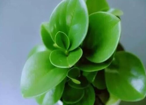 小家碧玉可以水培吗