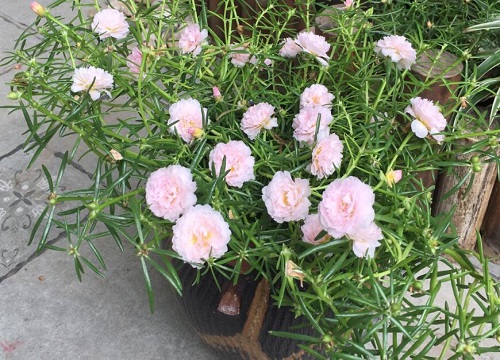 牡丹花的花语是什么