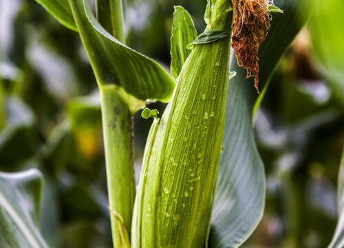 玉米种植时间和方法