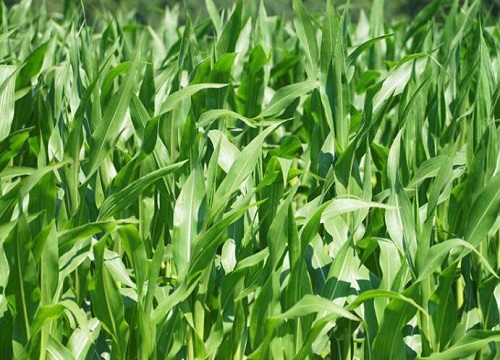 玉米种植时间和方法
