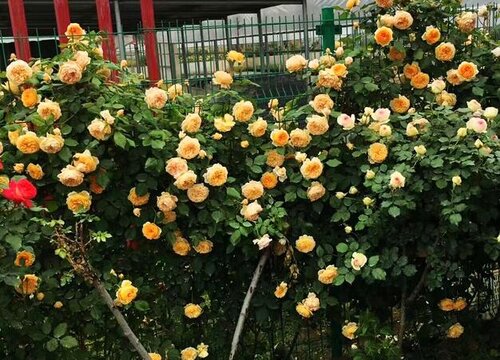 蔷薇花的花语是什么