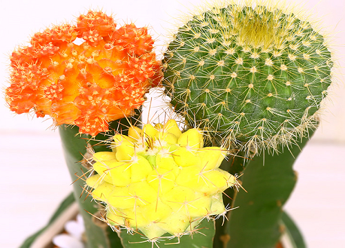 代表独立的花