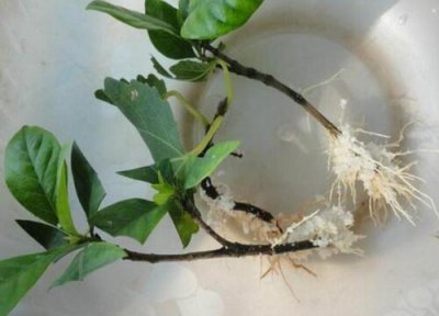栀子花扦插有几种方法 适合新手的栀子花扦插繁殖方法