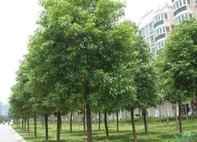 衢州的市树 衢州的市树是什么树