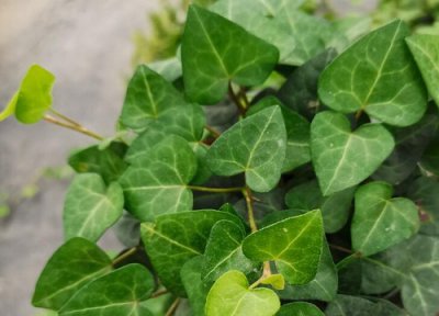 常青藤喜阴还是喜阳 常青藤喜阴还是喜阳光的植物