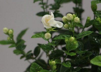 茉莉花怎么养花期长 茉莉花怎么养护花期不间断