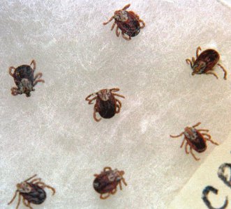 脸上长痘是因为螨虫吗？ 脸上长痘是螨虫引起的吗
