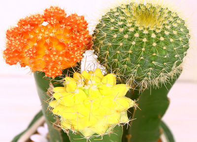 代表独立的花 象征独立自主的花