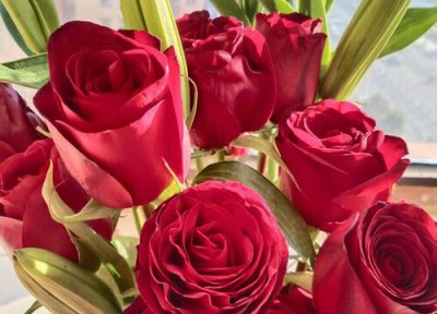 九朵玫瑰花花语 九朵玫瑰花的花语是什么意思