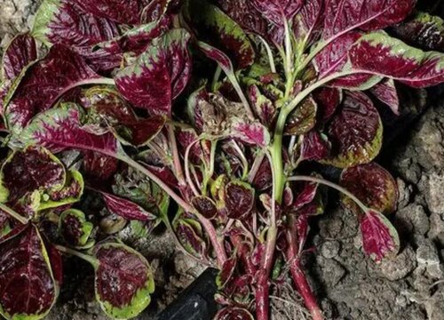 红汗菜种植时间和方法