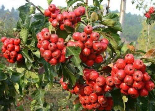 宠物狗狗可以吃山楂吗