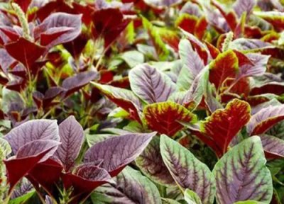 红汗菜种植时间 红汗菜种植时间和方法