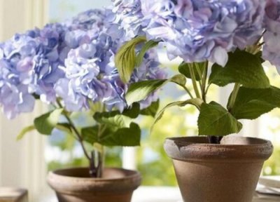 养花入门要点 养花有哪些技巧