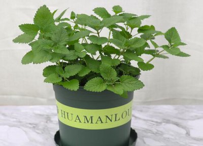 薄荷苗徒长了怎么办 薄荷苗徒长是什么样子