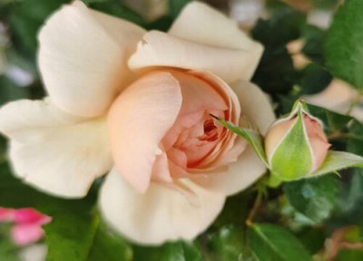 碧翠丝是藤本还是灌木 碧翠丝月季属于藤本还是灌木