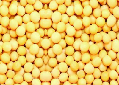 黄豆含糖量 黄豆含糖量高吗