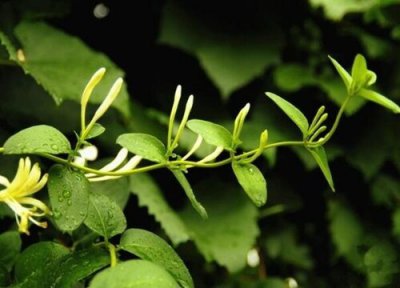 金银花叶子干枯原因 金银花叶子干枯怎么办