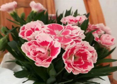 代表坚强傲骨的花 什么花代表倔强孤傲