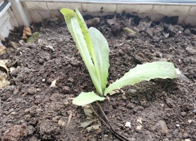 莴苣种植时间 莴苣种植时间和方法
