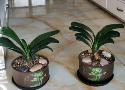 君子兰如何安全度夏 如何让君子兰顺利过夏