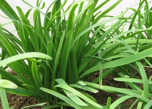 韭菜什么时候播种最好