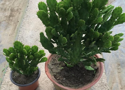 千手观音开花是什么样子