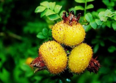 一天吃多少 刺梨一天吃几个最好