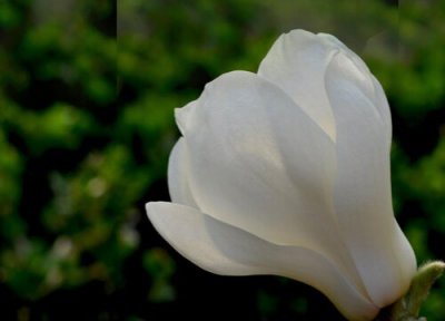 白玉兰花作用 白玉兰花有什么作用