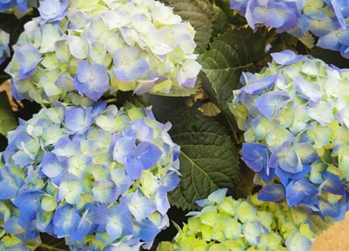 代表七月的花