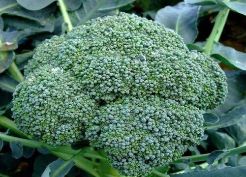 菜花多久成熟