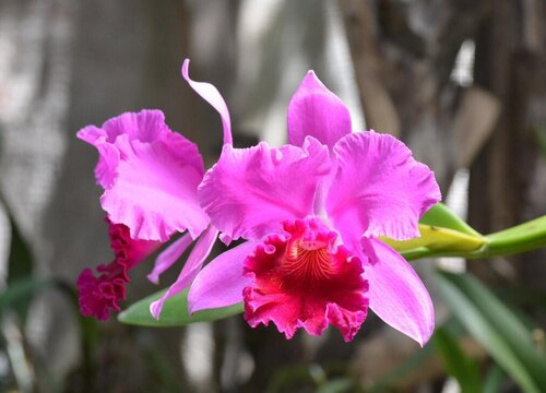 春季花卉施肥方法