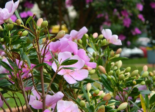 春季花卉施肥方法