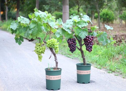 盆栽葡萄怎么养