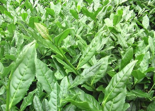 茶叶是什么作物